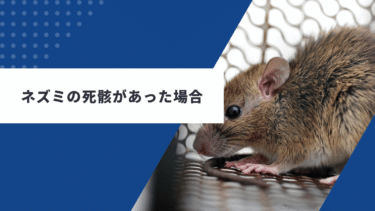 ネズミの死骸があった場合の対処法!天井裏が臭い理由とは