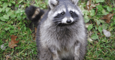 アライグマの嫌いなものは？嫌いな色やアライグマに弱点はある？